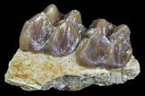 Oligocene Horse (Mesohippus) Jaw Section - South Dakota #73629-1